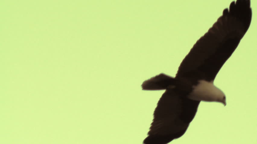 Brahminy Kite in Flight - Color Corrected