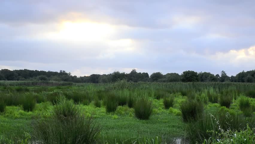 Green marsh landscape during spring on a cloudy day.