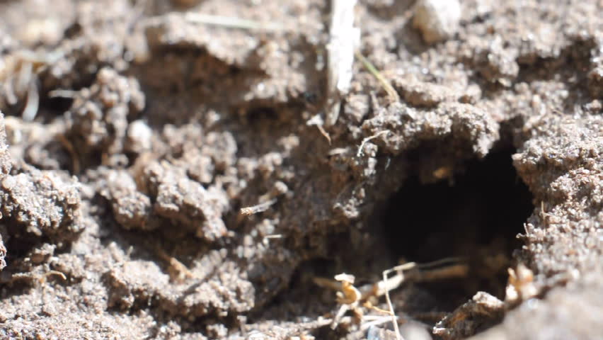 Ants coming and going into their nest