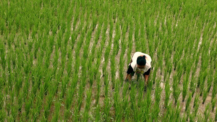 Slow motion shots of asian farmers planting rice in muddy wet rice field. Exotic tropical rice field surroundings. Shot in the famous rice terrasses of Ubud, Bali. 