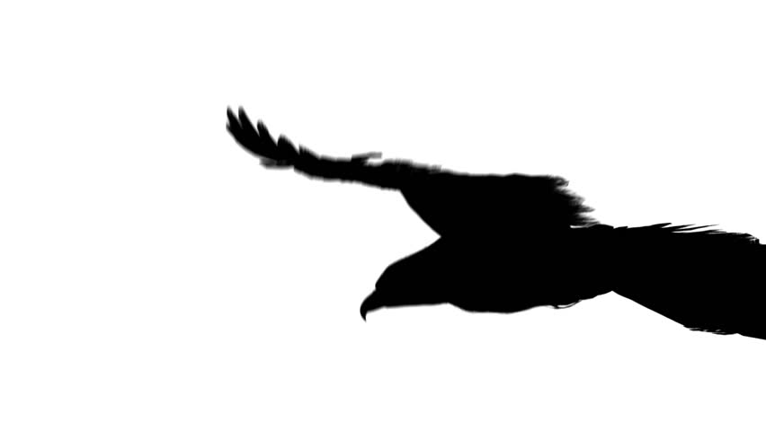 flying eagle in black isolated on white background