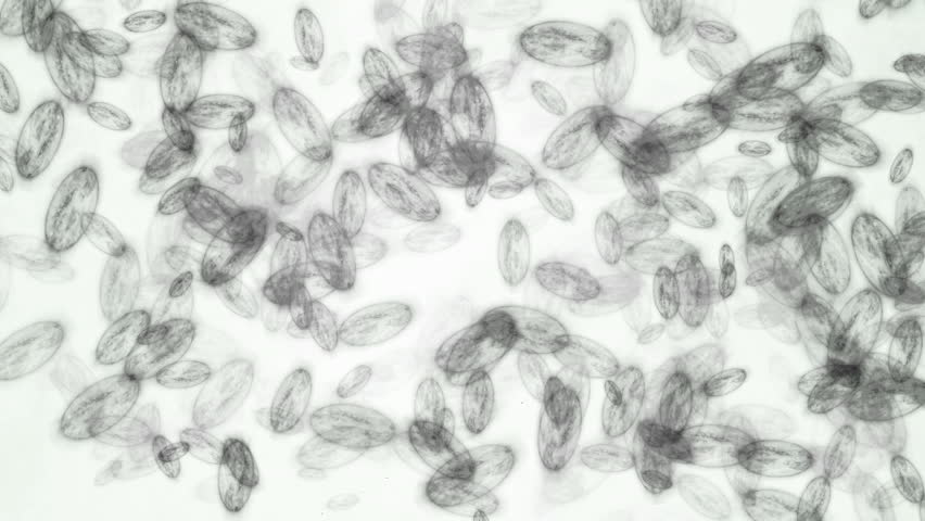 Bacteria