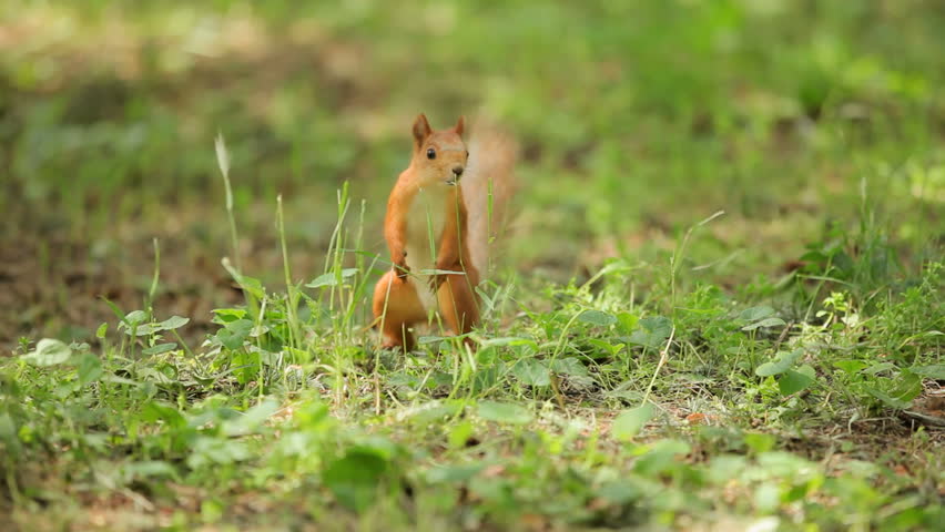 Curious squirrel. Chestnut forest squirrel runs along the ground.