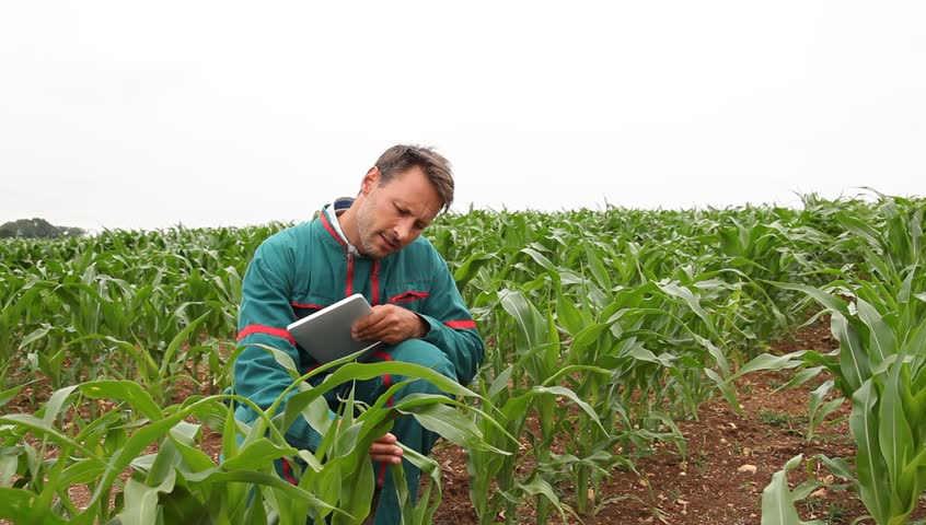 Farmer with electronic tablet analyzing corn field