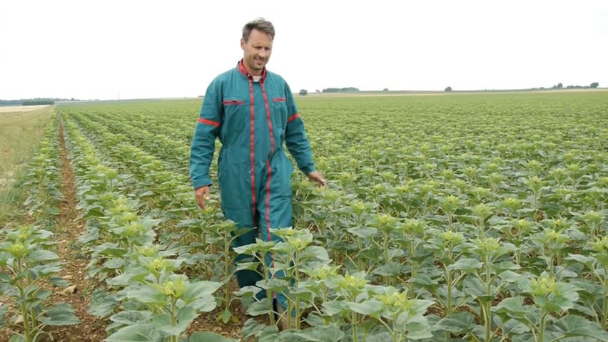 Farmer walking in sunflowers field