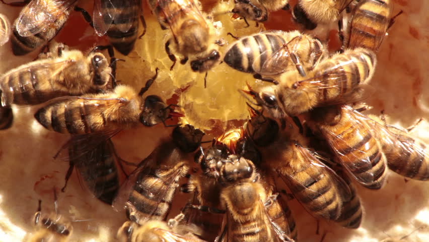 Eating from the honey pot 9