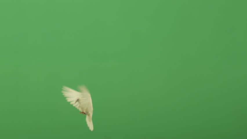 doves 