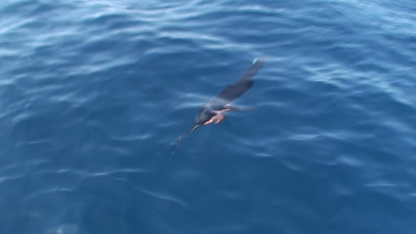 Sailfish Above Water close Up
