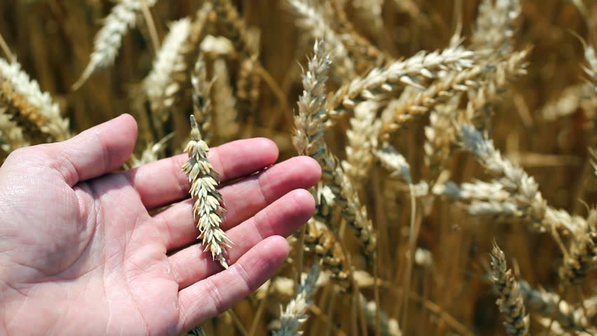 Wheat grain in a farmers hand over new harvest. HD 1080i.