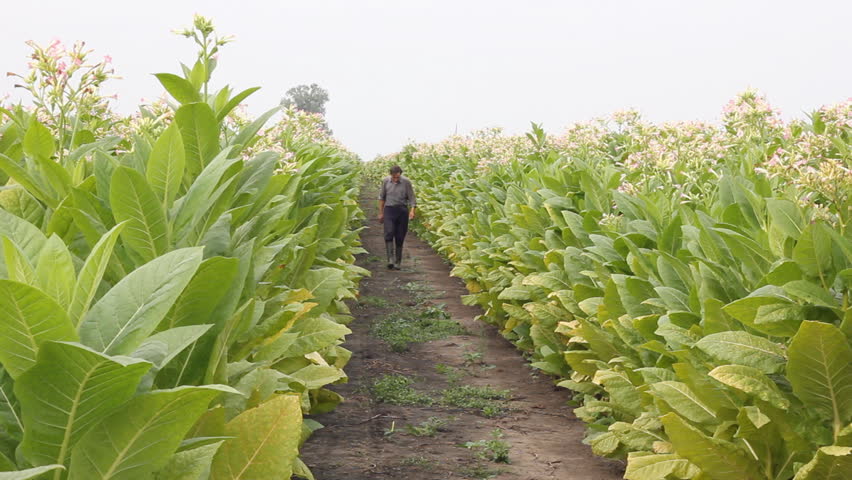 Farmer picking tobacco in the field
