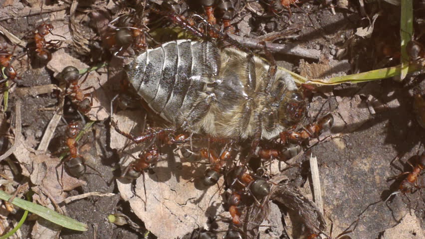 The bug lies on a back, it is eaten with ants. 
