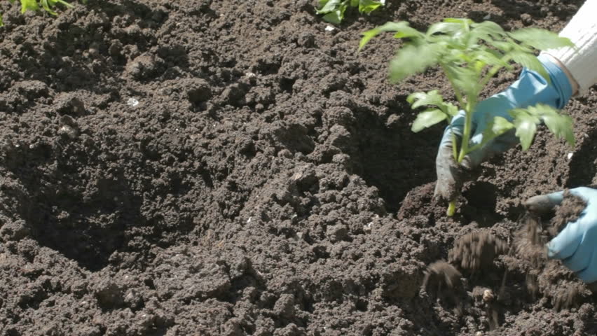 Young woman planting tomato seedlings into rich black earth soil, disconnecting the ground crumples with fingers. 