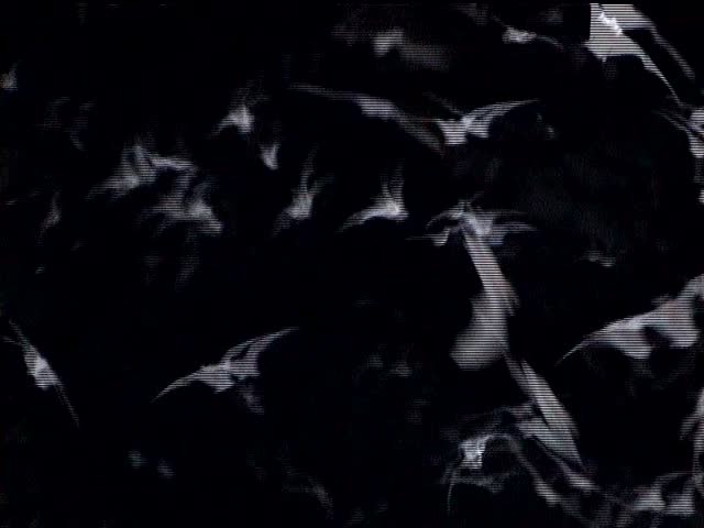 Wrinkled-lipped bats (Tadarida plicata) returning to their cave in the morning in Thailand
