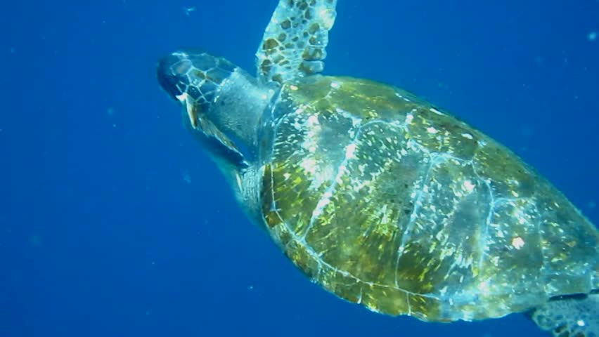A Green Sea Turtle (Chelonia mydas) eats a jellyfish in the waters of the Galapagos Islands