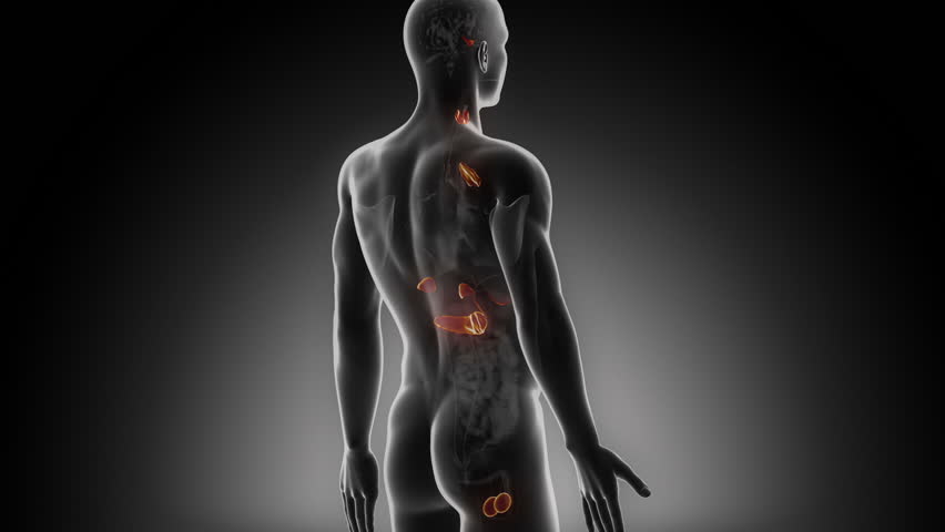 Male endocrine system in loop