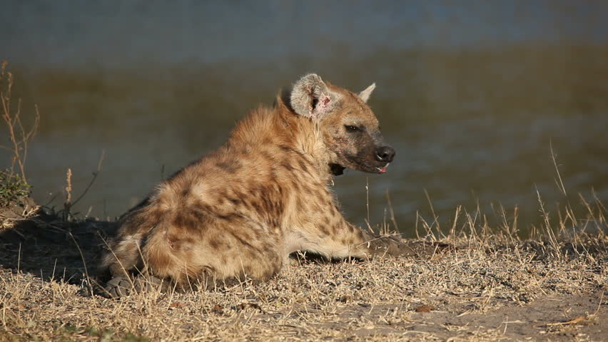 Spotted hyena (Crocuta crocuta), South Africa