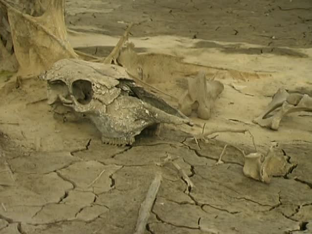Animal bones pan to dry waterhole