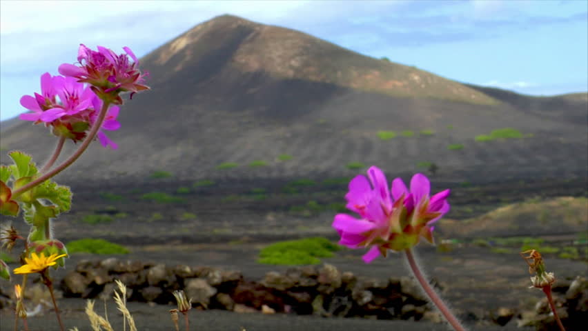 flowers on volcanic wine growing region