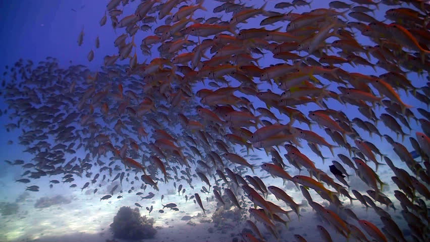 shoal of fish on the coral reef, Red sea
