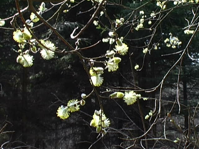  Pussywillow branch with yellow catkin and new leaf
