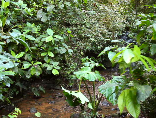 Walking to a tropical waterfall in rainforest, Ecuador