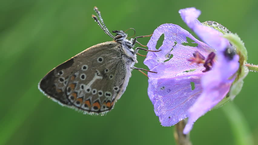butterfly (Polyommatus icarus) proboscis combing own  "bangs"