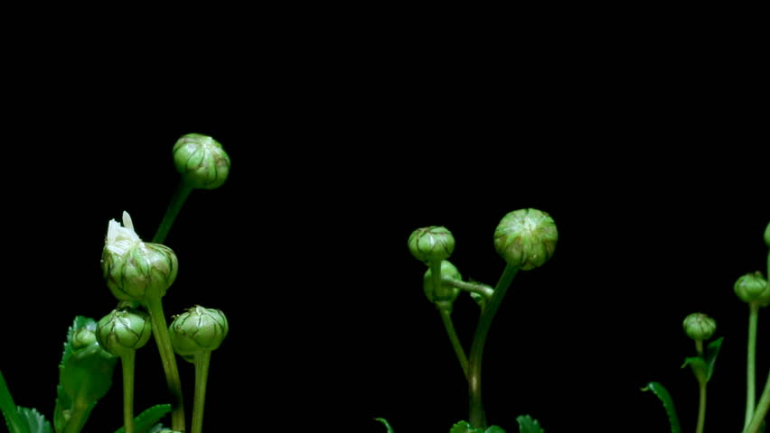 Timelapse of daisies (Bellis perennis) blooming. -high speed