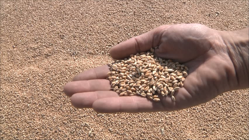 farmer takes in hands grain