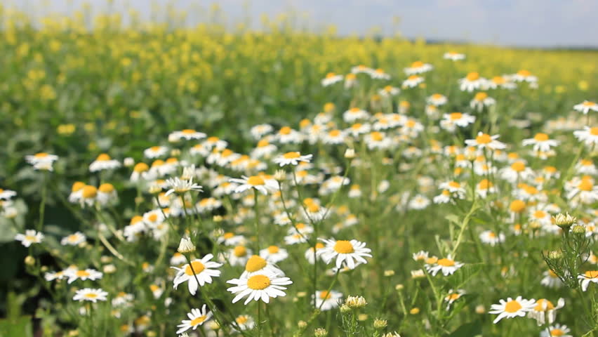 Medical daisies panning - camomile flowers in the breeze. Shallow focus depth on front flowers