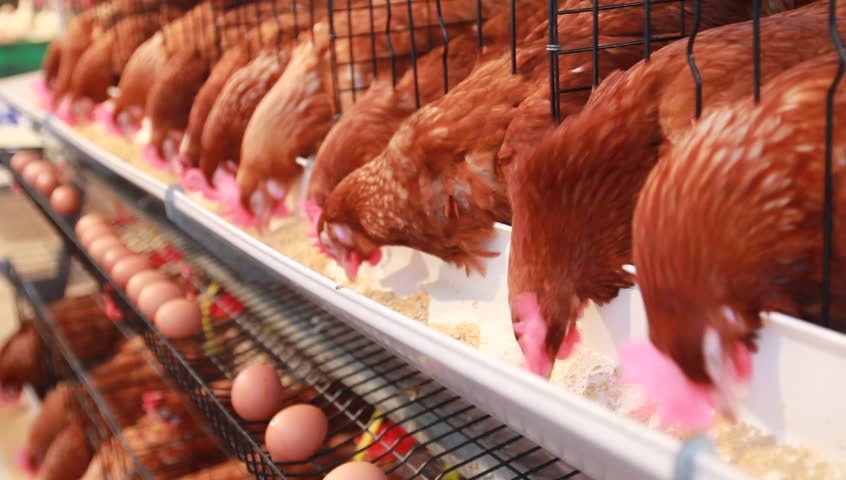 Chicken eggs eating food in farm