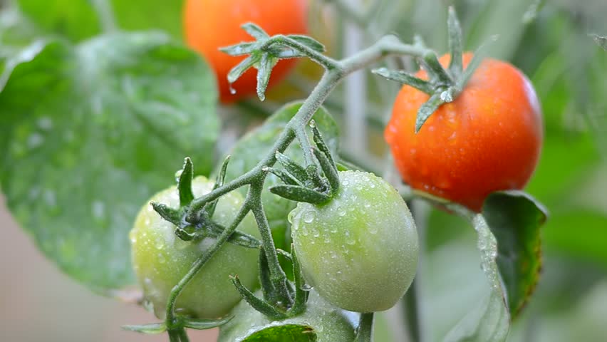 Green and red tomatoes