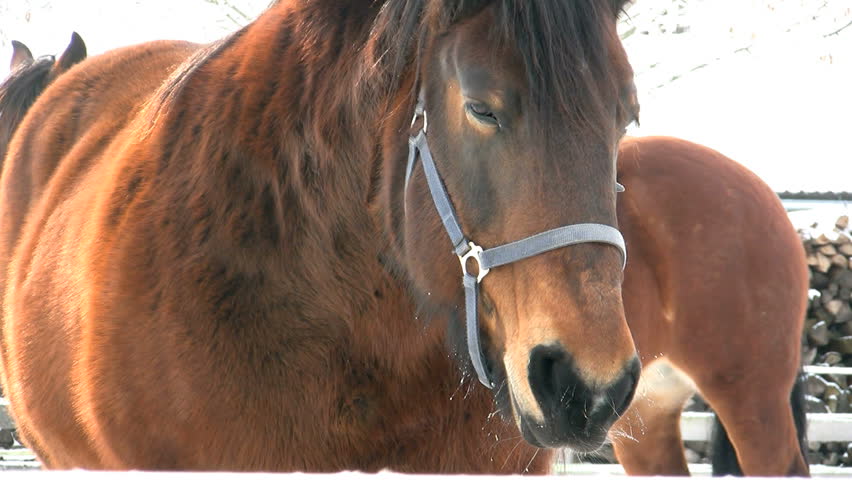 Huge Draft Horse standing patiently in its paddock in a very cold winter