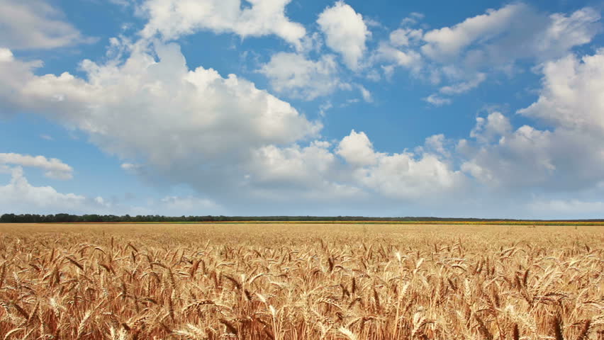 Golden wheat ready to be harvested