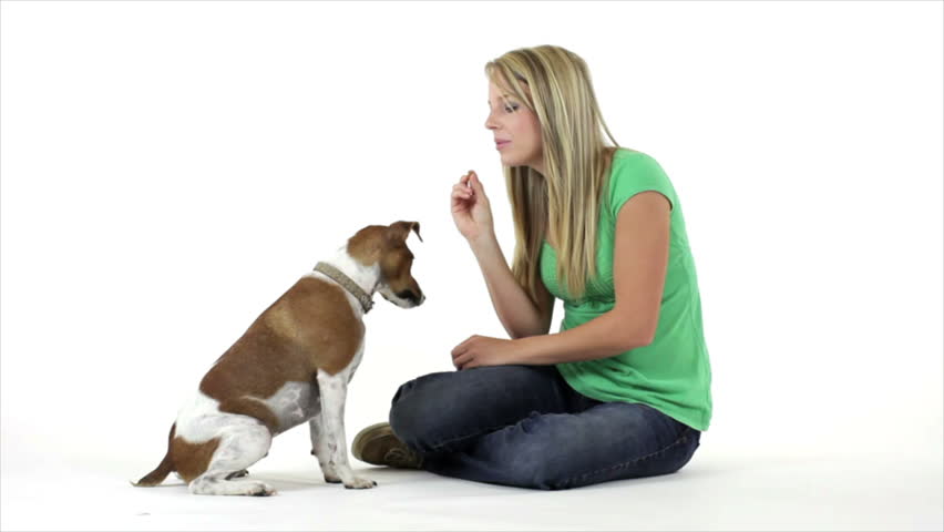 A pretty blond haired girl feeding a treat to her cute Jack-Rat Terrier. Taken on a white backdrop.