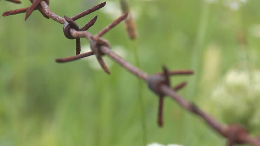 meadow flowers behind barbed wire