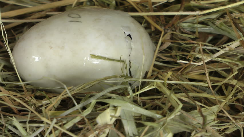 Unborn baby duck trying to get out of his egg
