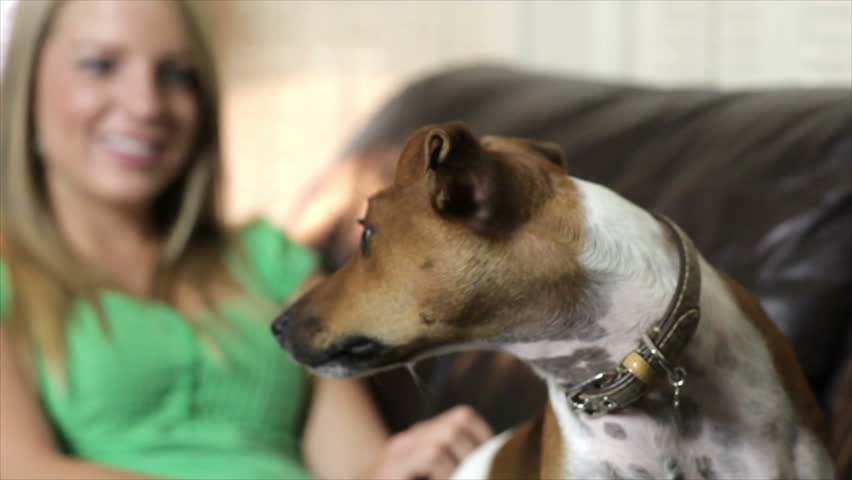 A curious little Jack-Rat Terrier looks at something going on off camera that makes him perk up his ears and pay attention while his owner smiles happily in the out of focus background.