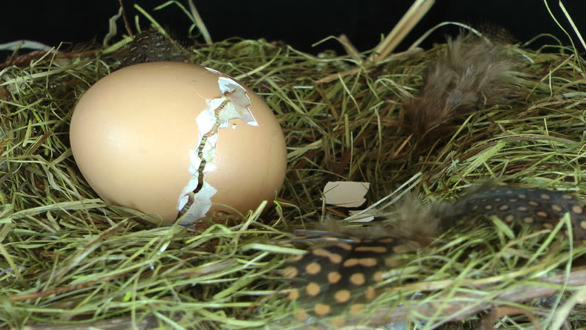 Zipping egg of a newborn chick being born