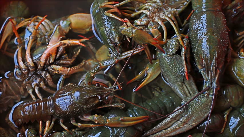 Live crawfish