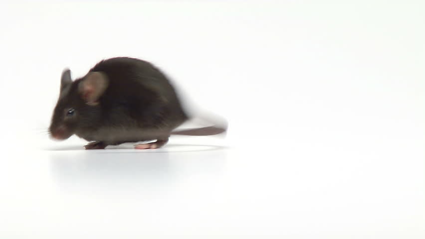 Mouse taking a bath