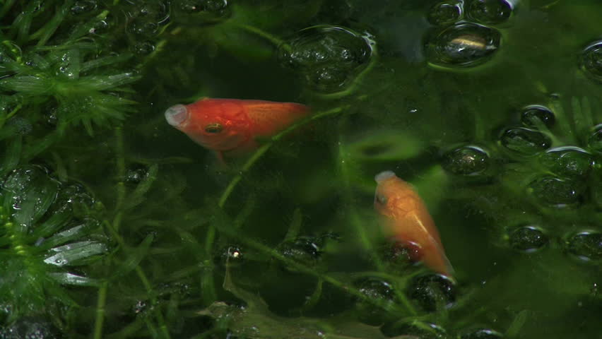 Fish eating on surface of water