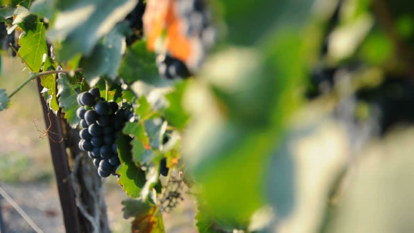Grapes in a vineyard
