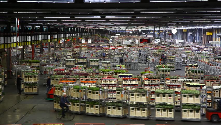 AALSMEER, THE NETHERLANDS-APRIL 27: Flowers being prepped for auction, FloraHolland, April 27, 2011, Aalsmeer, The Netherlands. Aalsmeer Flower Auction is the largest flower auction in the world; Around 20 million flowers are sold here daily.
