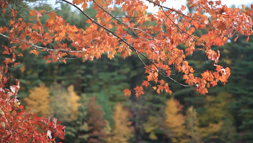 Autumn Leaves at Maltby lake Connecticut.