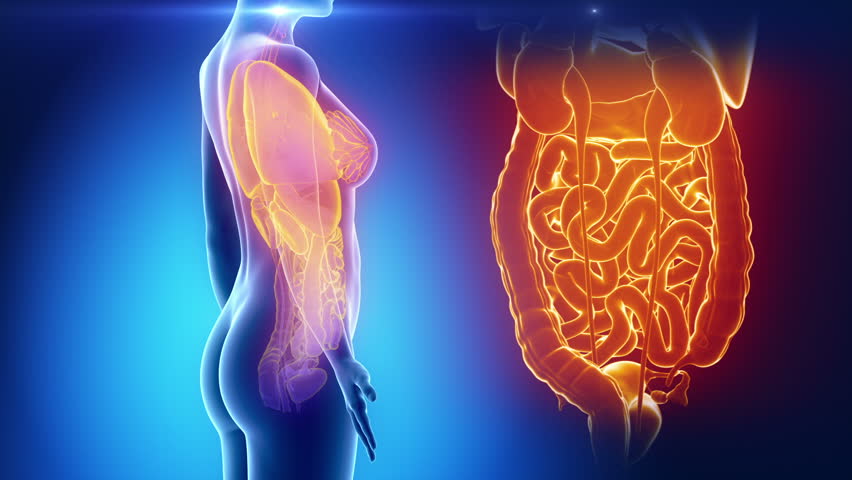 Female ORGANS anatomy in blue x-ray loop