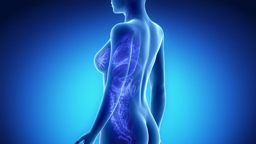 Female RESPIRATORY SYSTEM anatomy in blue x-ray loop