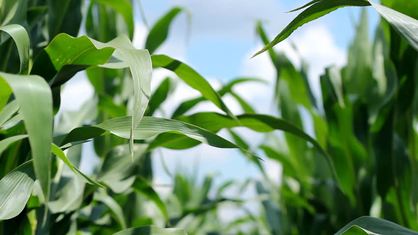 Cornfield on a bright sunny day. HD 1080i.