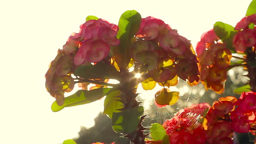 crown of thorns with spider web. Panning shot