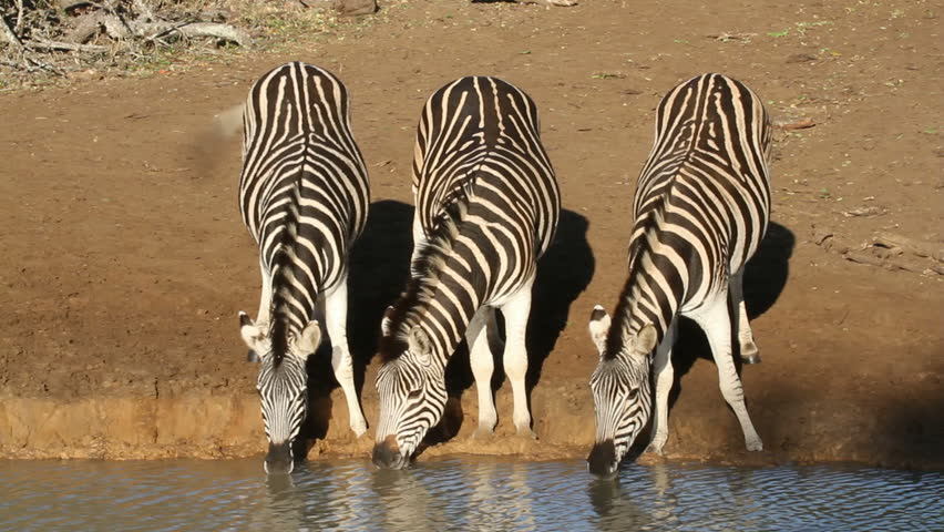 Plains (Burchell's) Zebras (Equus quagga) drinking water, Mkuze game reserve, South Africa