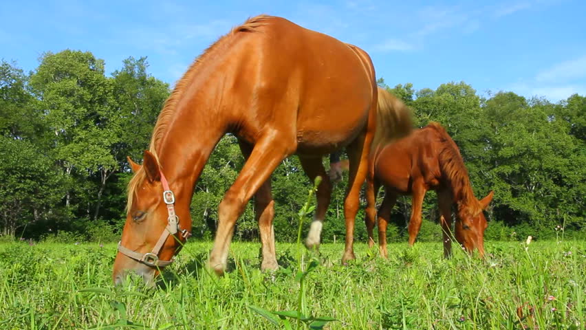 Horses graze in a pasture with a dog